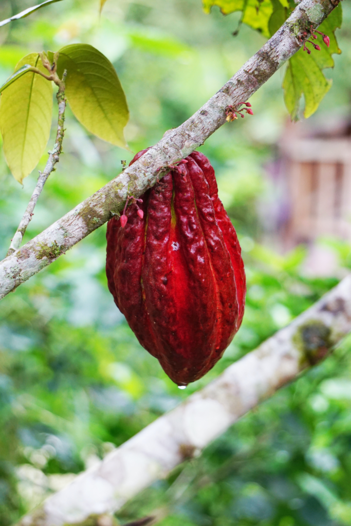 Big gains possible for Bougainville cocoa farmers