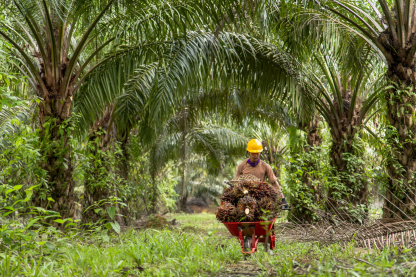 Supporting Indonesia to ensure sustainable food security
