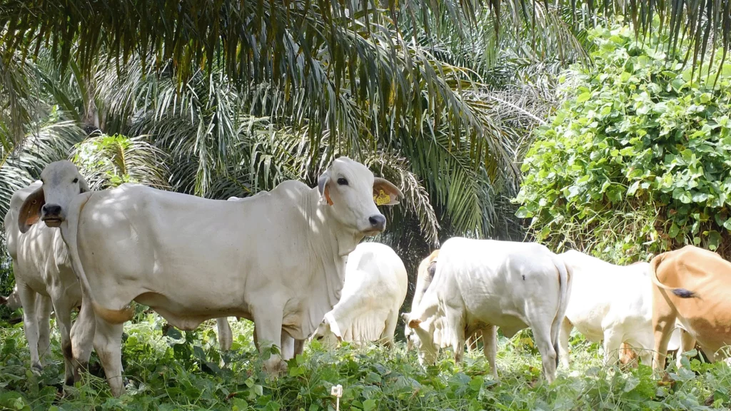 Indonesia-Australia Commercial Cattle Breeding Program